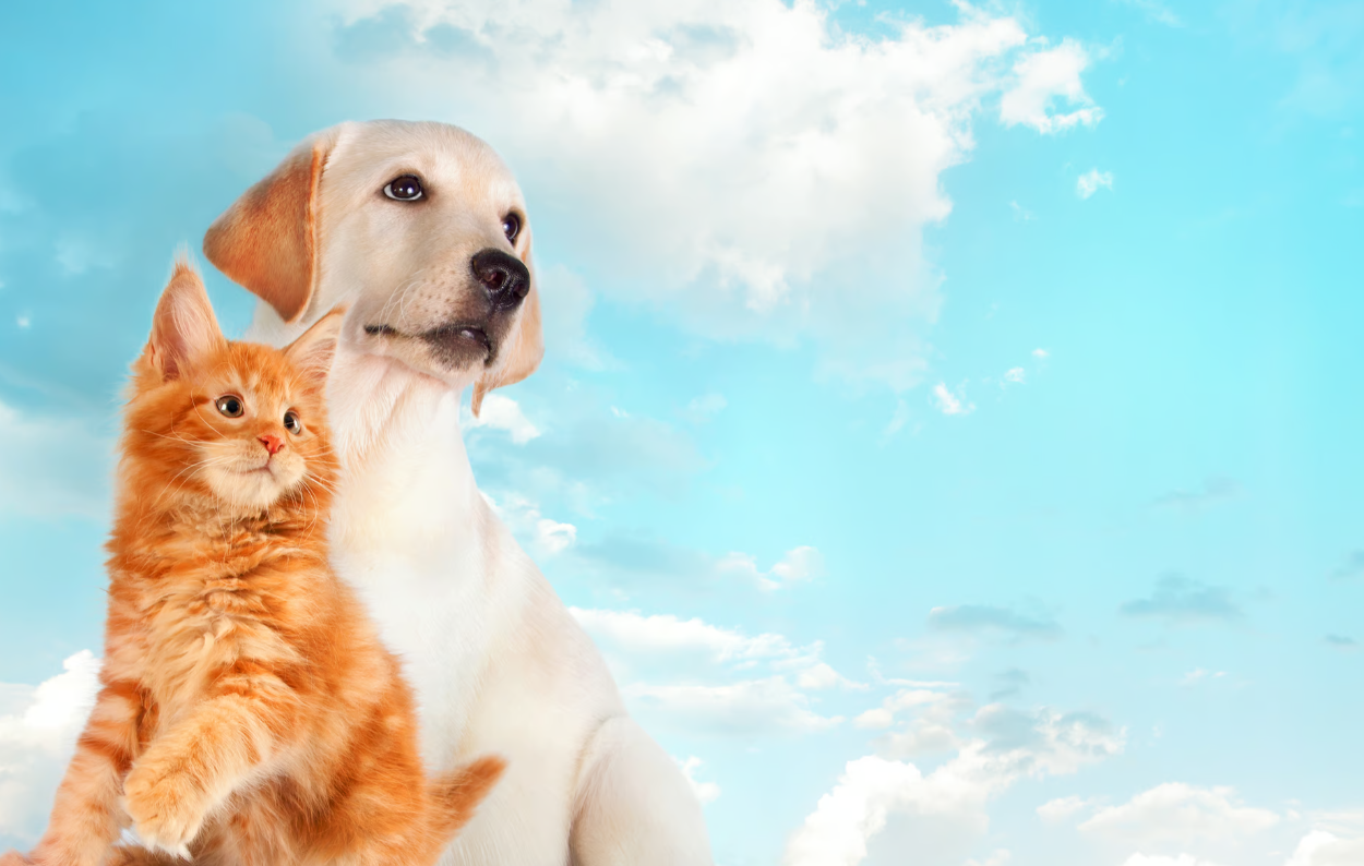 Jenseitskontakt - Tiere