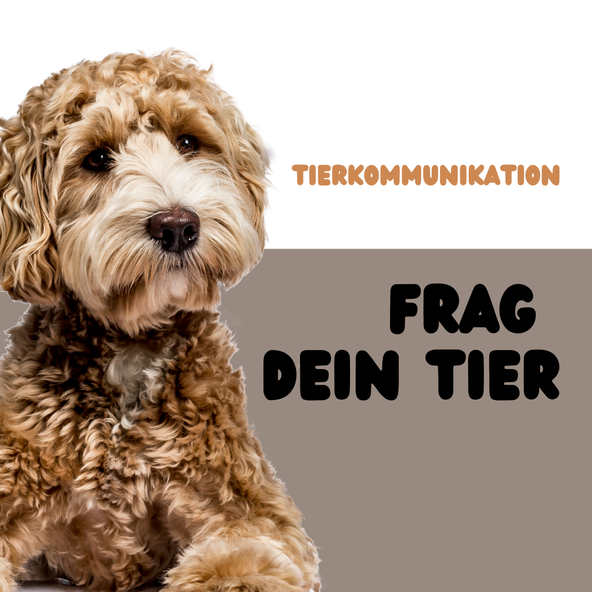 Frag Dein Tier - Tierkommunikation